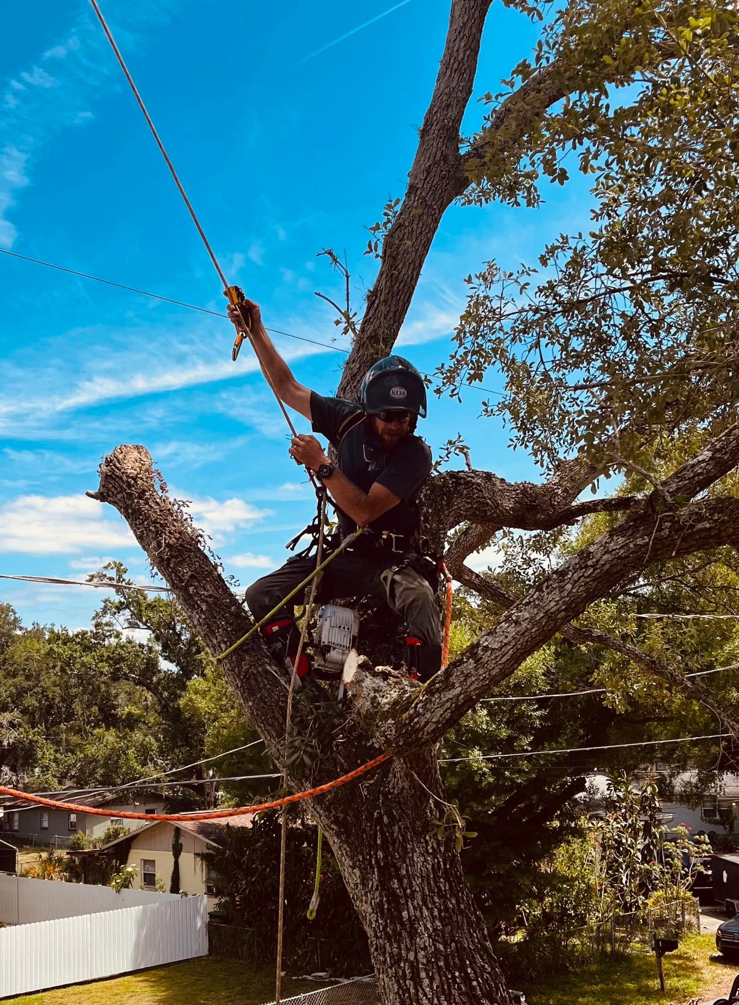 163 LLC arborist climbing and rigging a large oak tree in a Central Florida yard