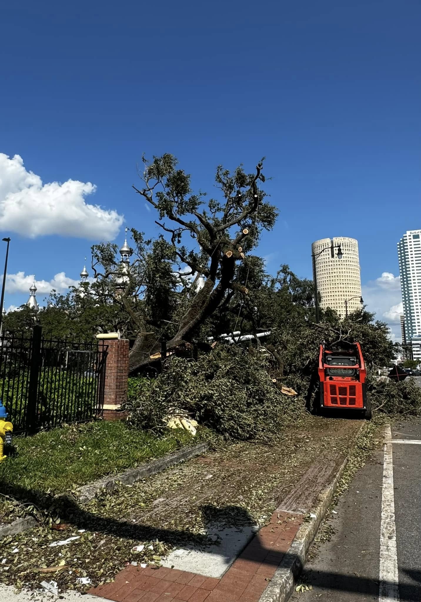Storm-damaged oak with a skid steer clearing debris near the Tampa skyline
